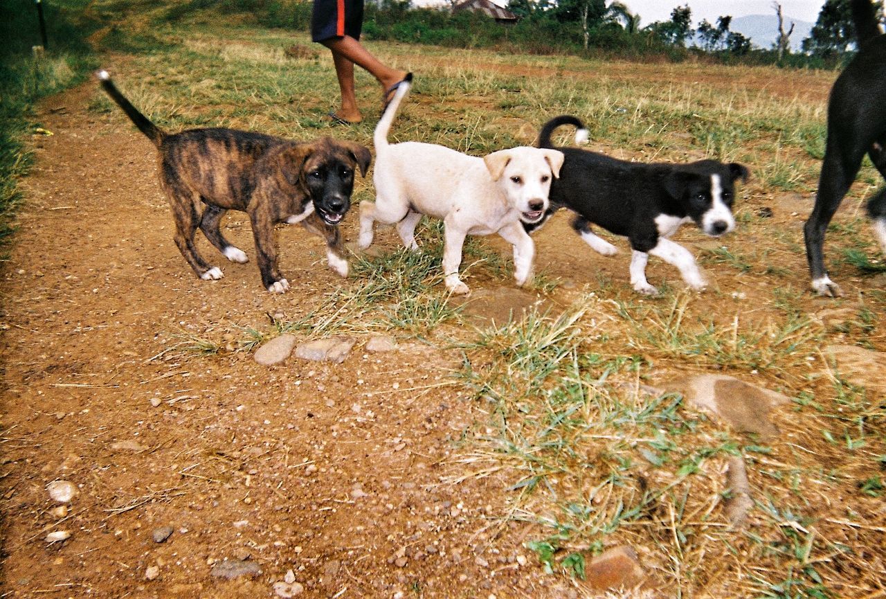 DOG WITH DOGS ON DIRT