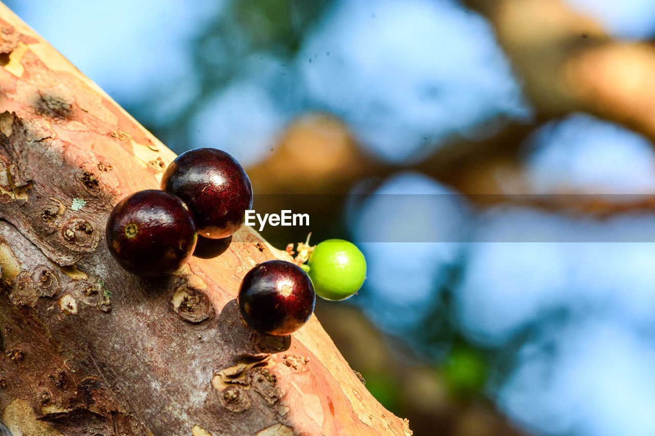 Close-up of blackberries growing on tree