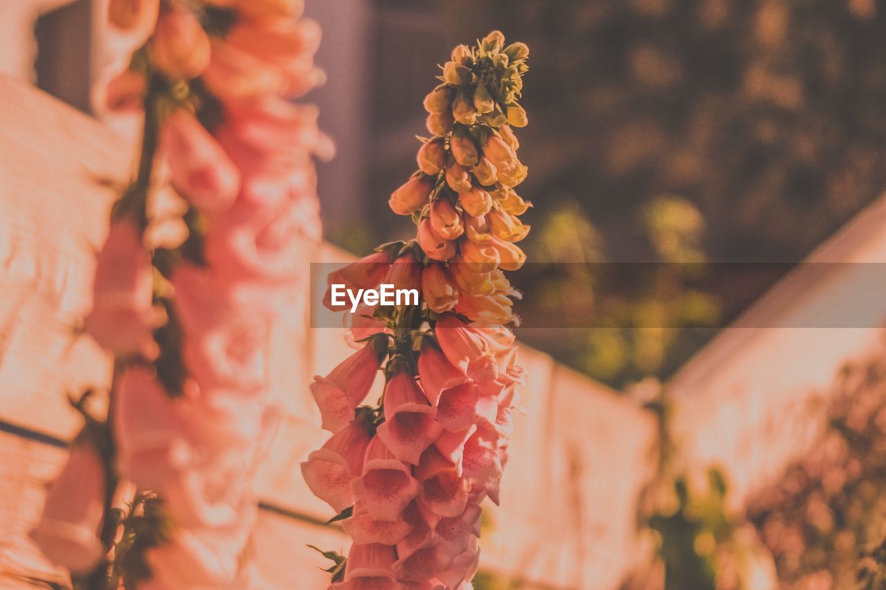 Close-up of red flowering plant hanging from for sale