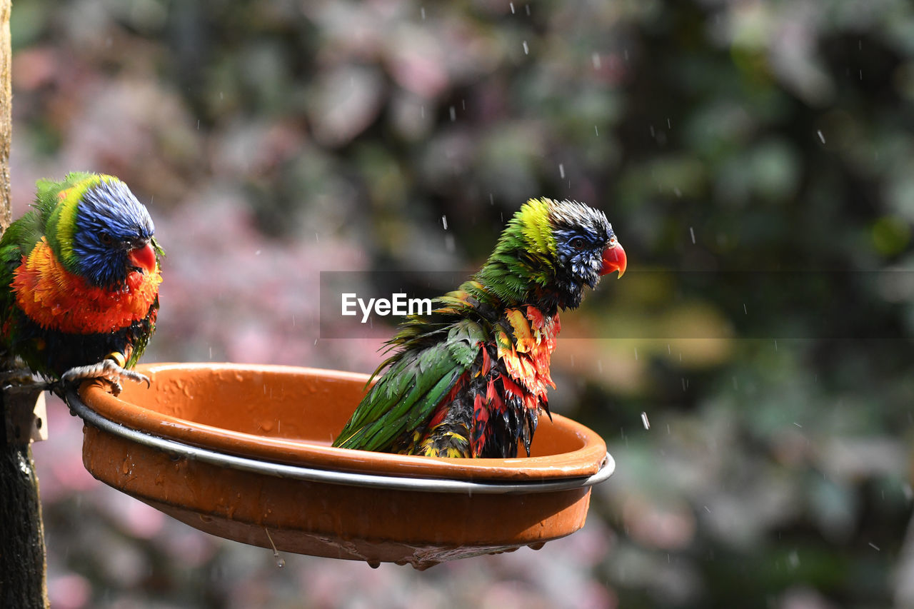 CLOSE-UP OF PARROT PERCHING ON A BIRD