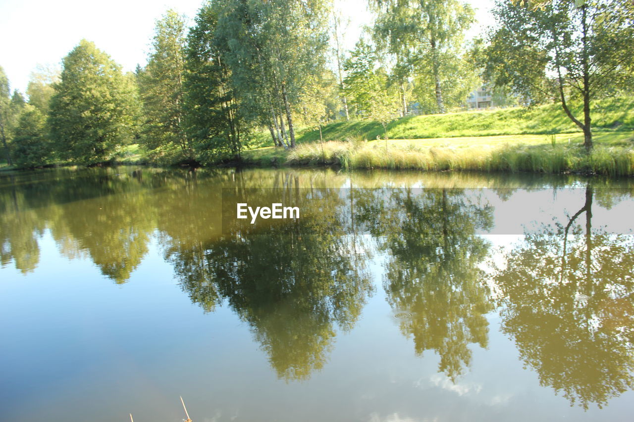 Reflection of trees in calm lake