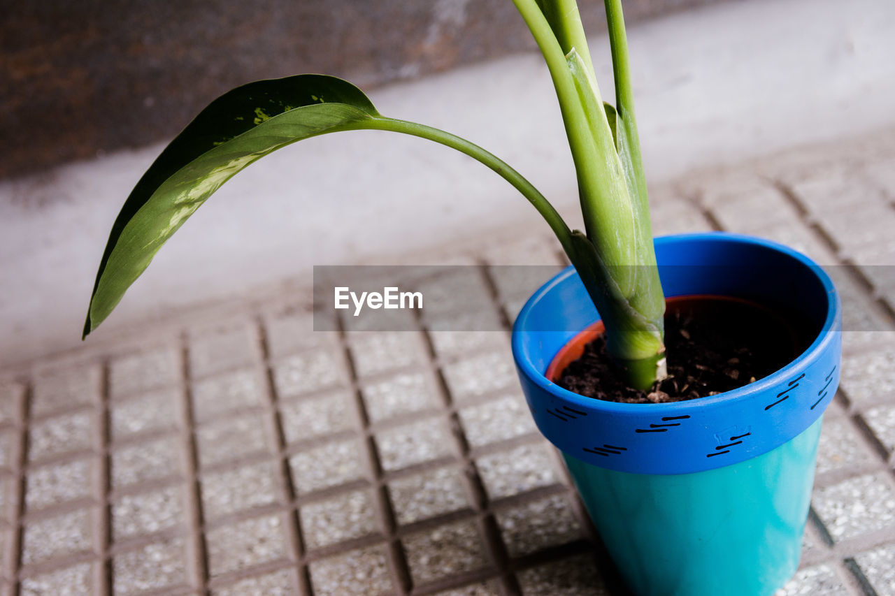 High angle view of potted plant in pot