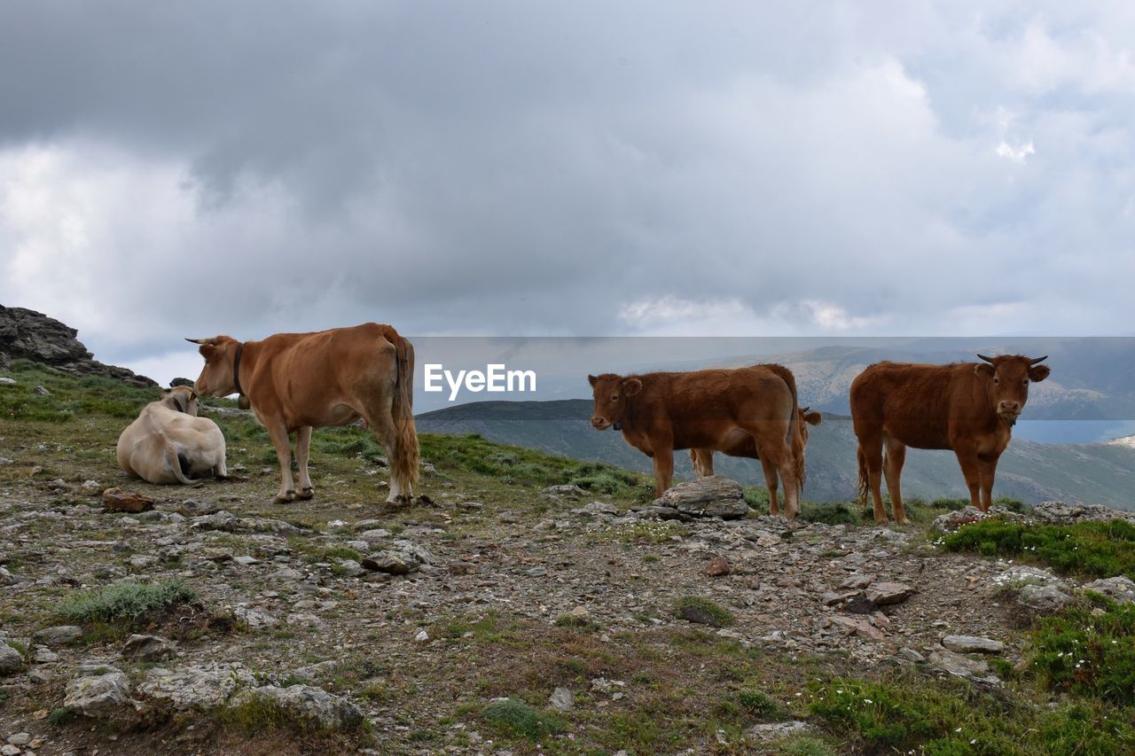 Cows on field against sky