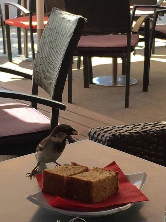 food and drink, plate, food, table, indoors, no people, close-up, day, freshness, ready-to-eat, animal themes, bird