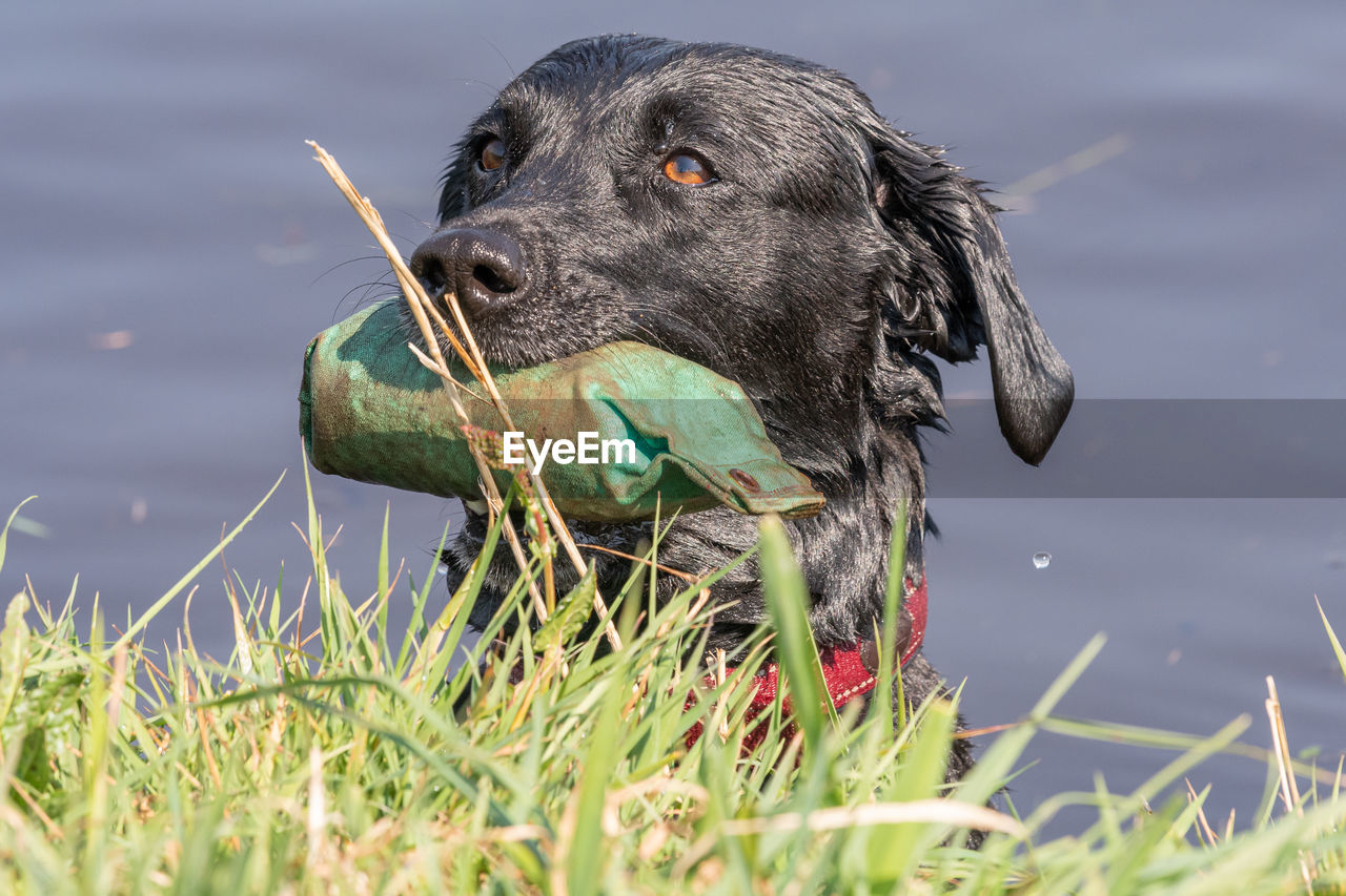Head shot of a pedigree black labrador in the water with a training dummy in its mouth