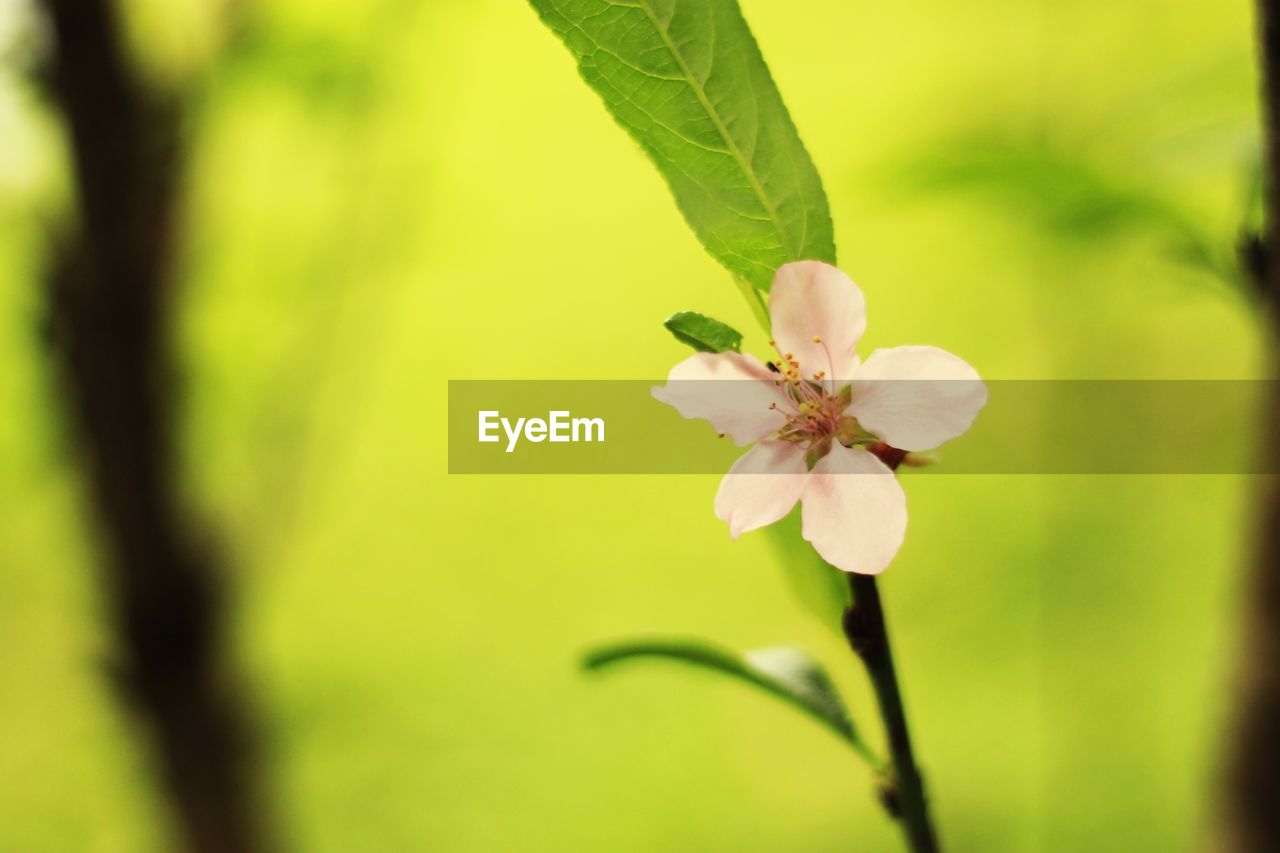 CLOSE-UP OF FLOWERS BLOOMING