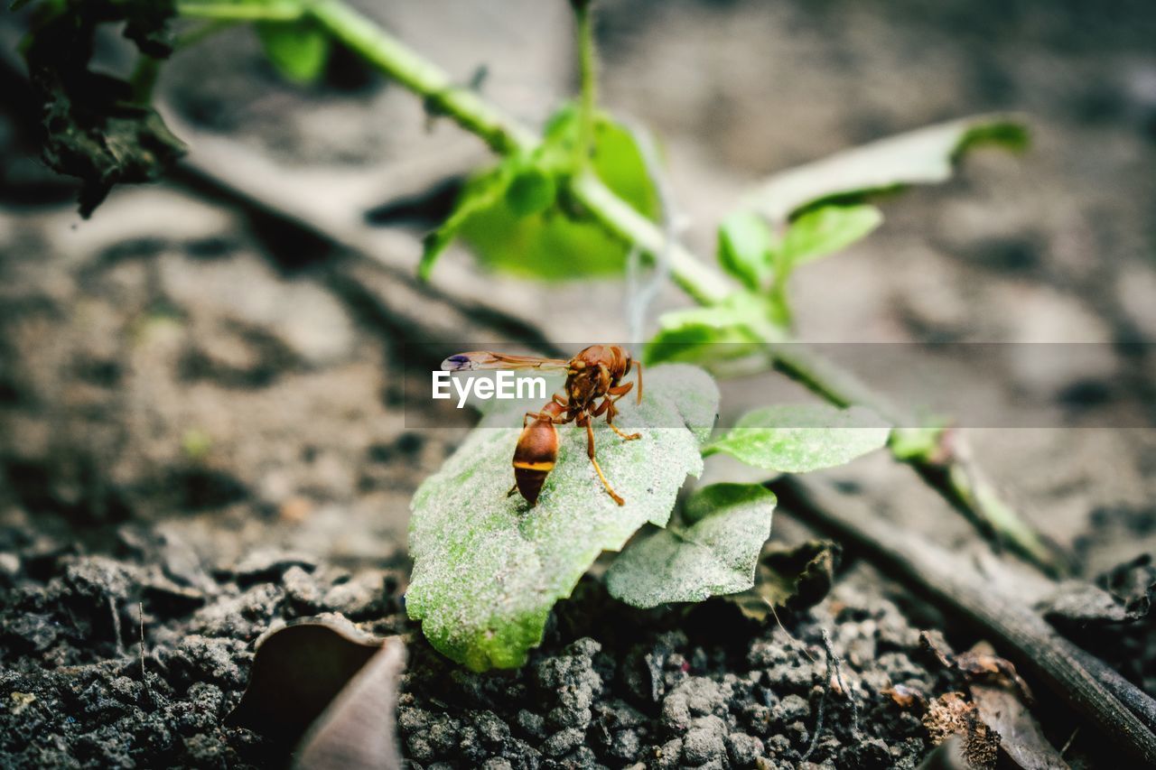 Close-up of insect on leaf