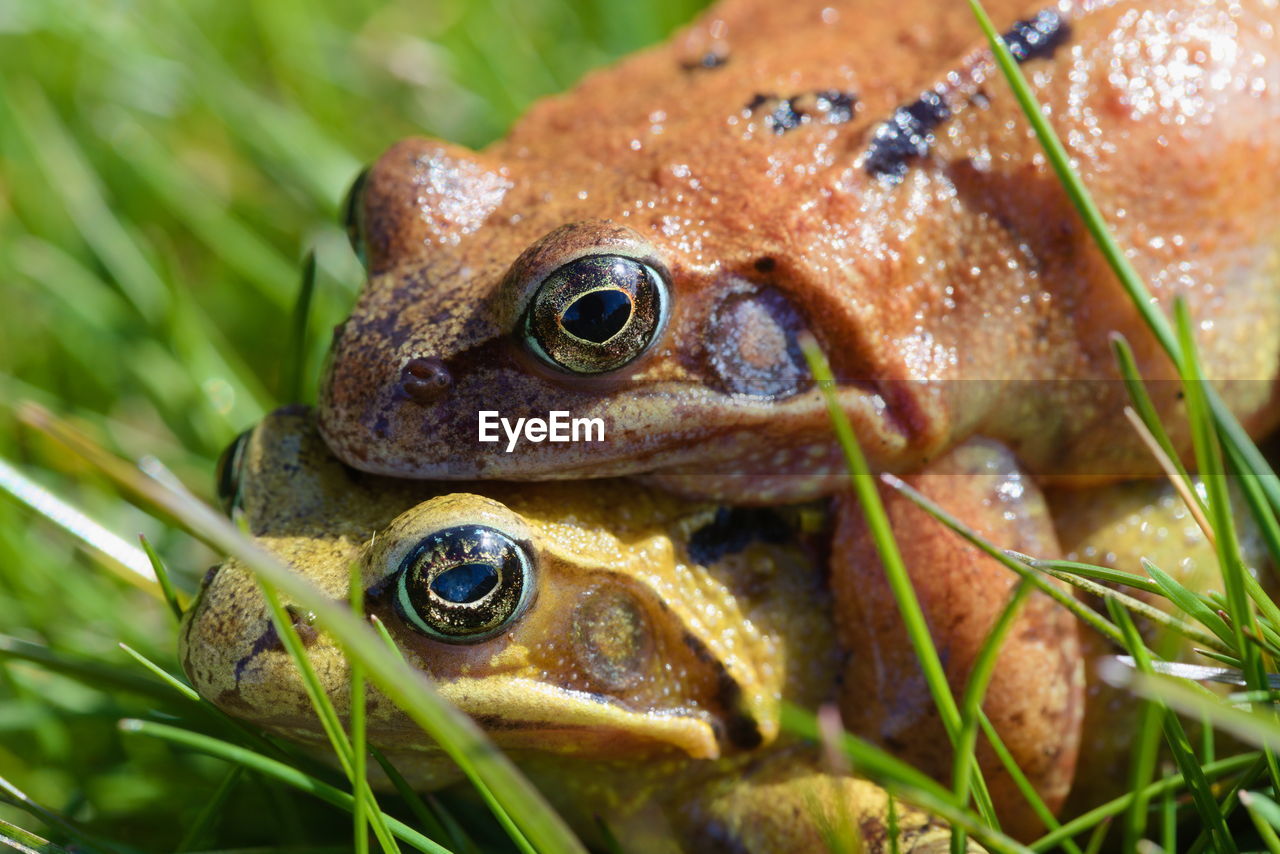 Mating frogs in grass.