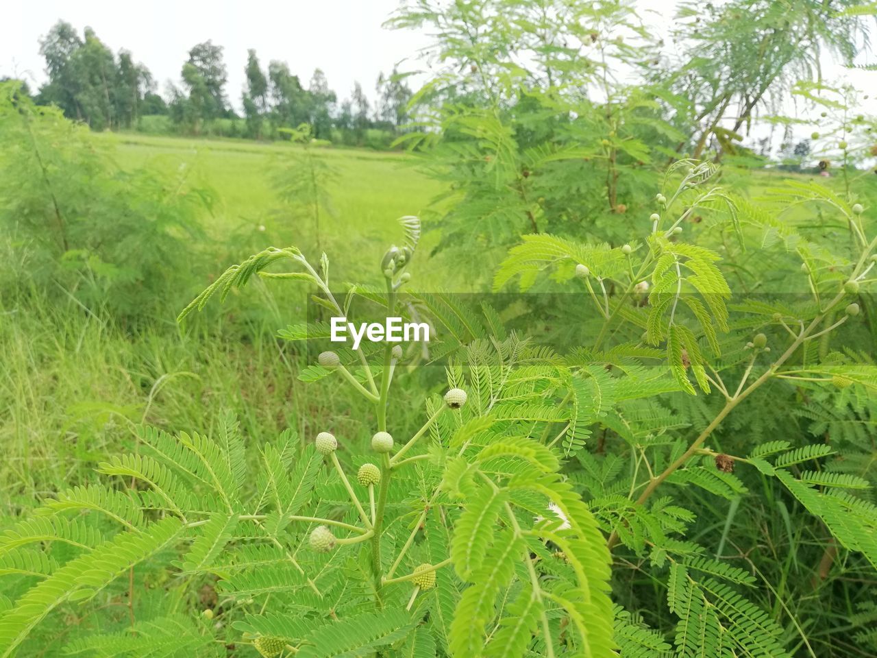 CLOSE-UP OF FRESH GREEN FARM