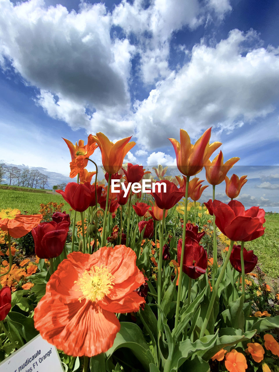 plant, flower, flowering plant, cloud, beauty in nature, sky, nature, freshness, landscape, flower head, red, growth, land, environment, petal, inflorescence, fragility, no people, field, multi colored, outdoors, scenics - nature, rural scene, plant part, leaf, springtime, poppy, close-up, wildflower, day, summer, vibrant color, blossom, sunlight, blue, meadow, cloudscape, flowerbed, agriculture