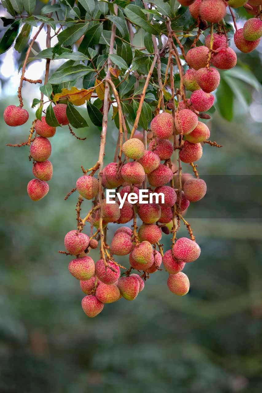 Close-up of berries growing on tree