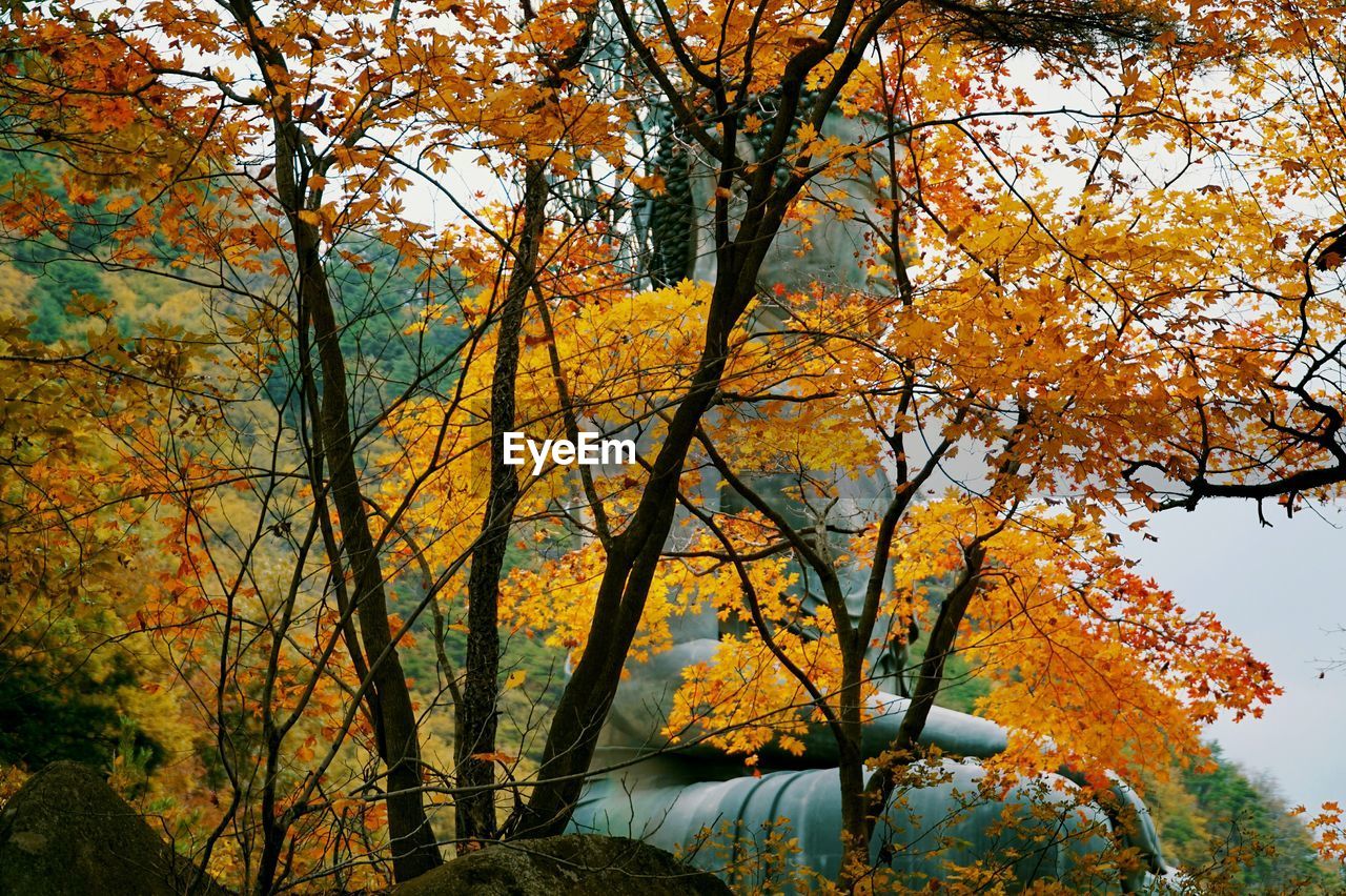 Low angle view of trees against sky during autumn