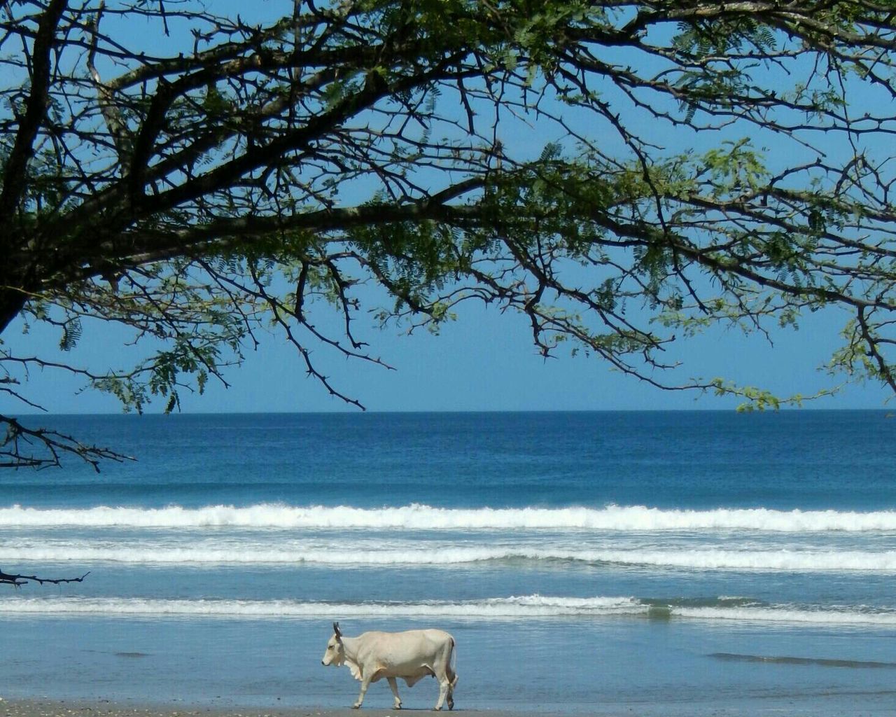 Side view of cow walking on calm sea