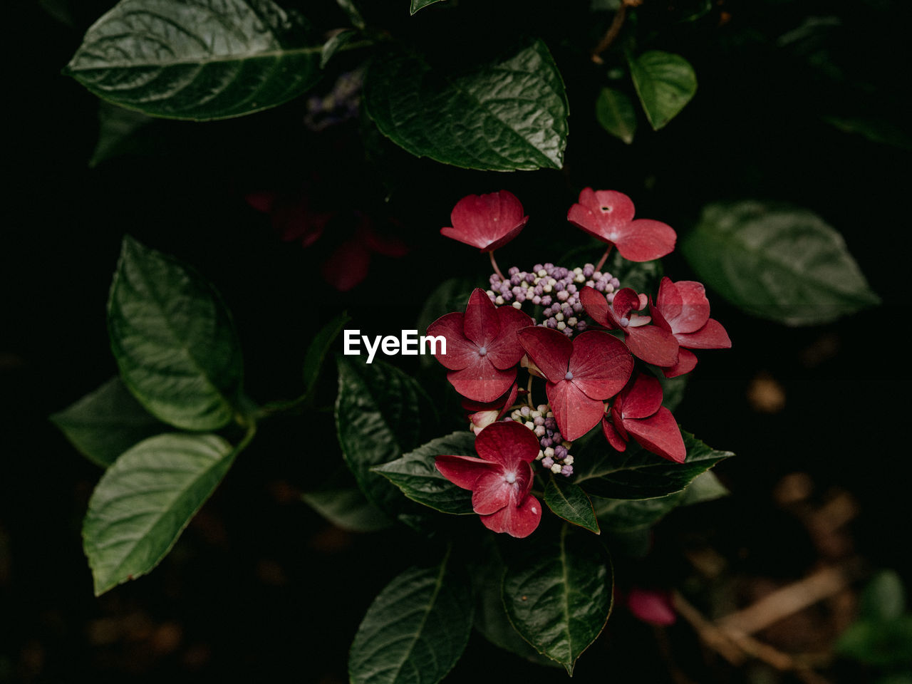 Dark and moody hydrangea florals