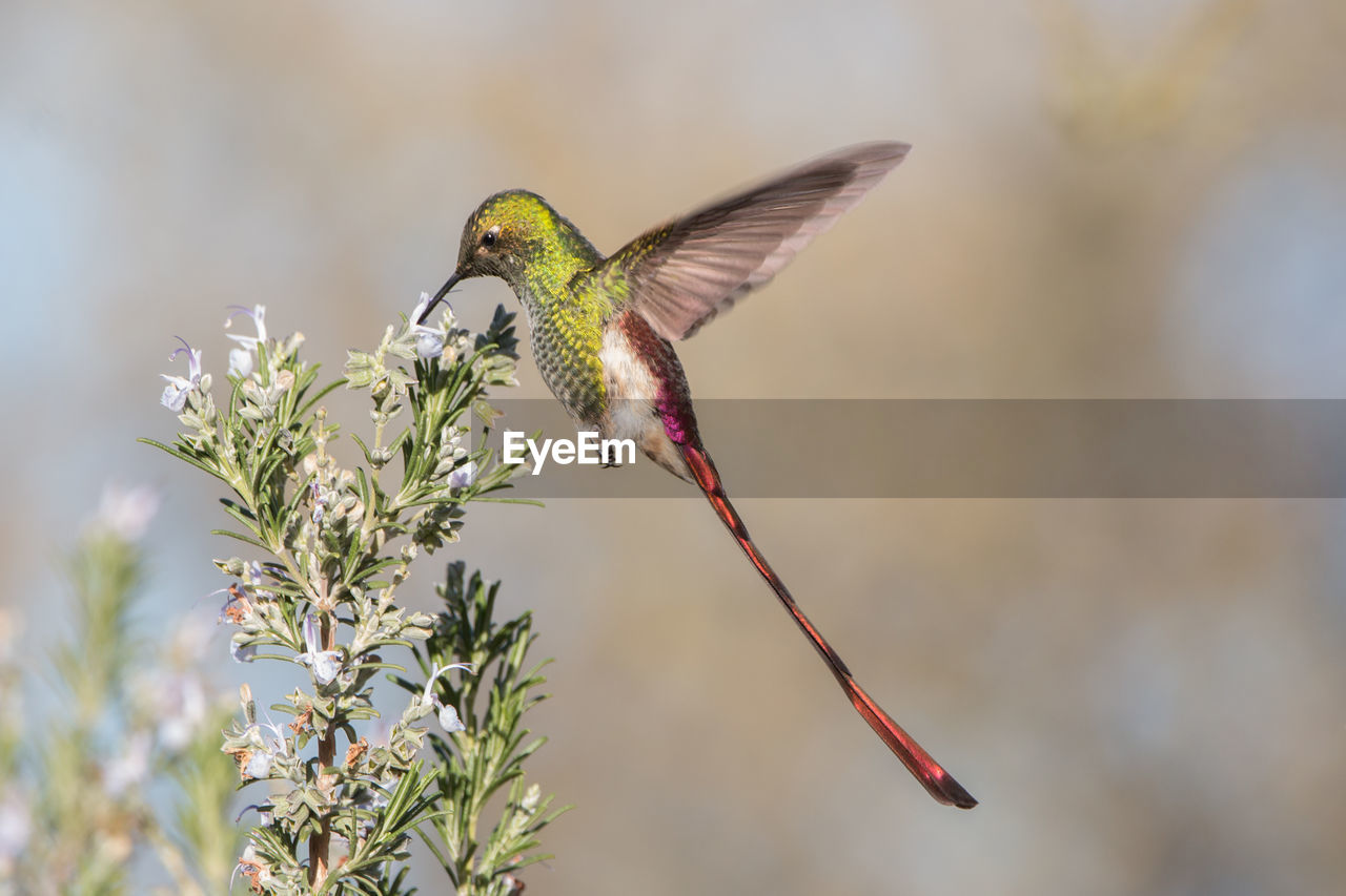 Bird flying in a flower