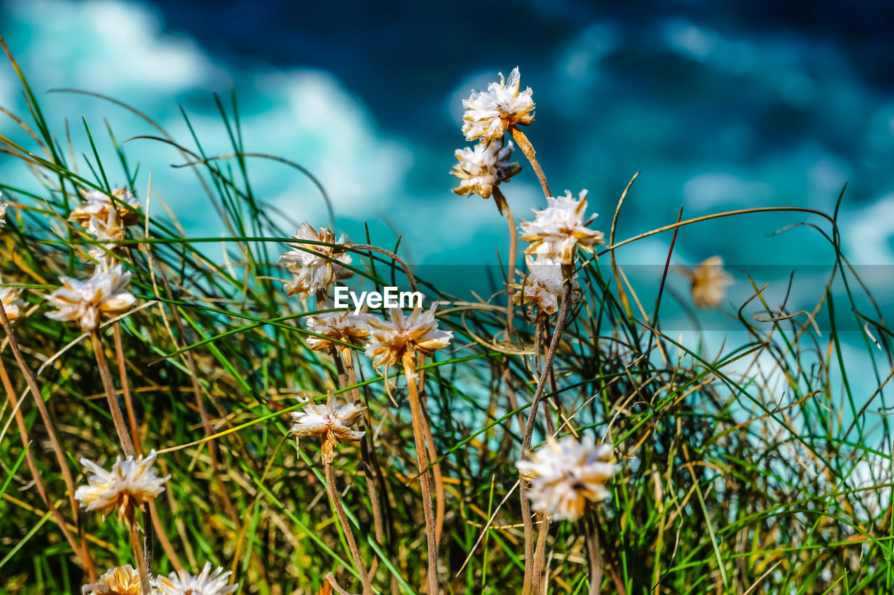 Close-up of white flowering plants on field on a cliff , wild atlantic way 