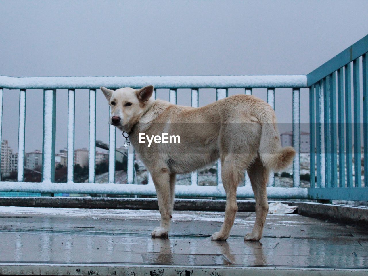 DOG STANDING IN RAILING AGAINST SKY