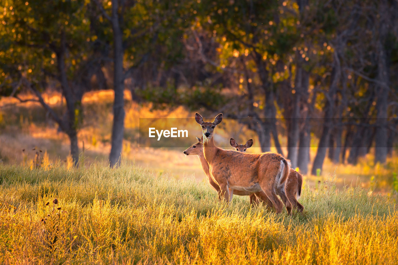 Deer on field against trees