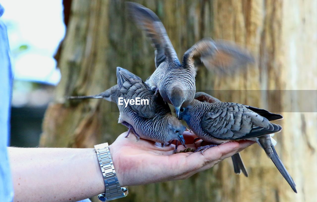 Cropped hand feeding doves
