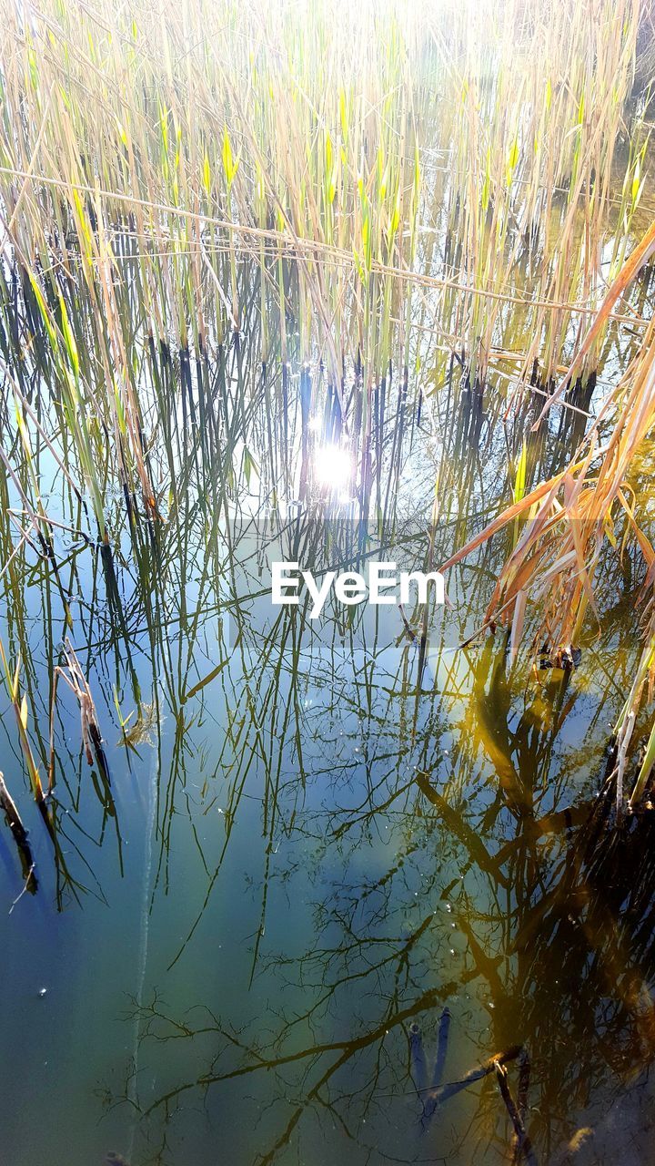 REFLECTION OF PLANTS IN LAKE