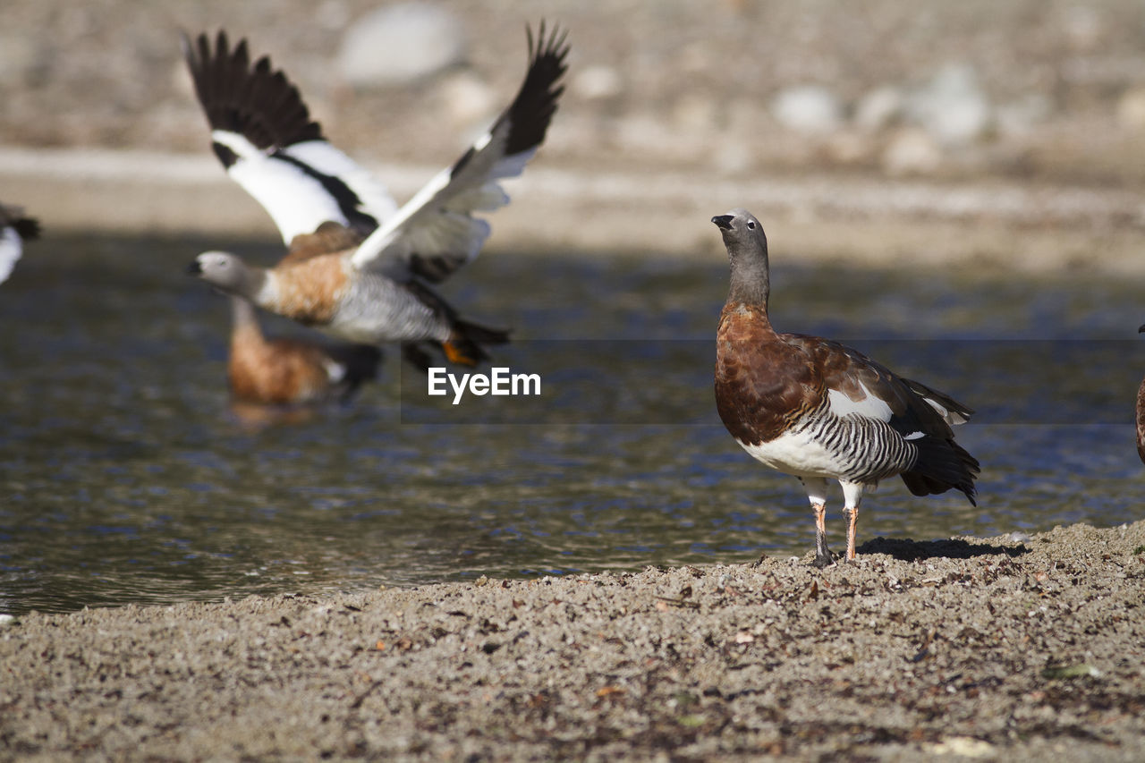 Birds on shore