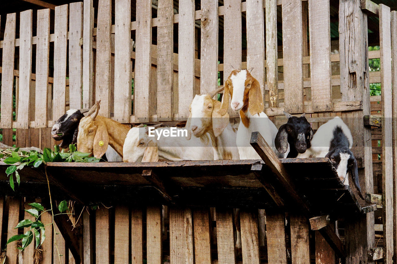 Group of goats sitting on wooden ledge