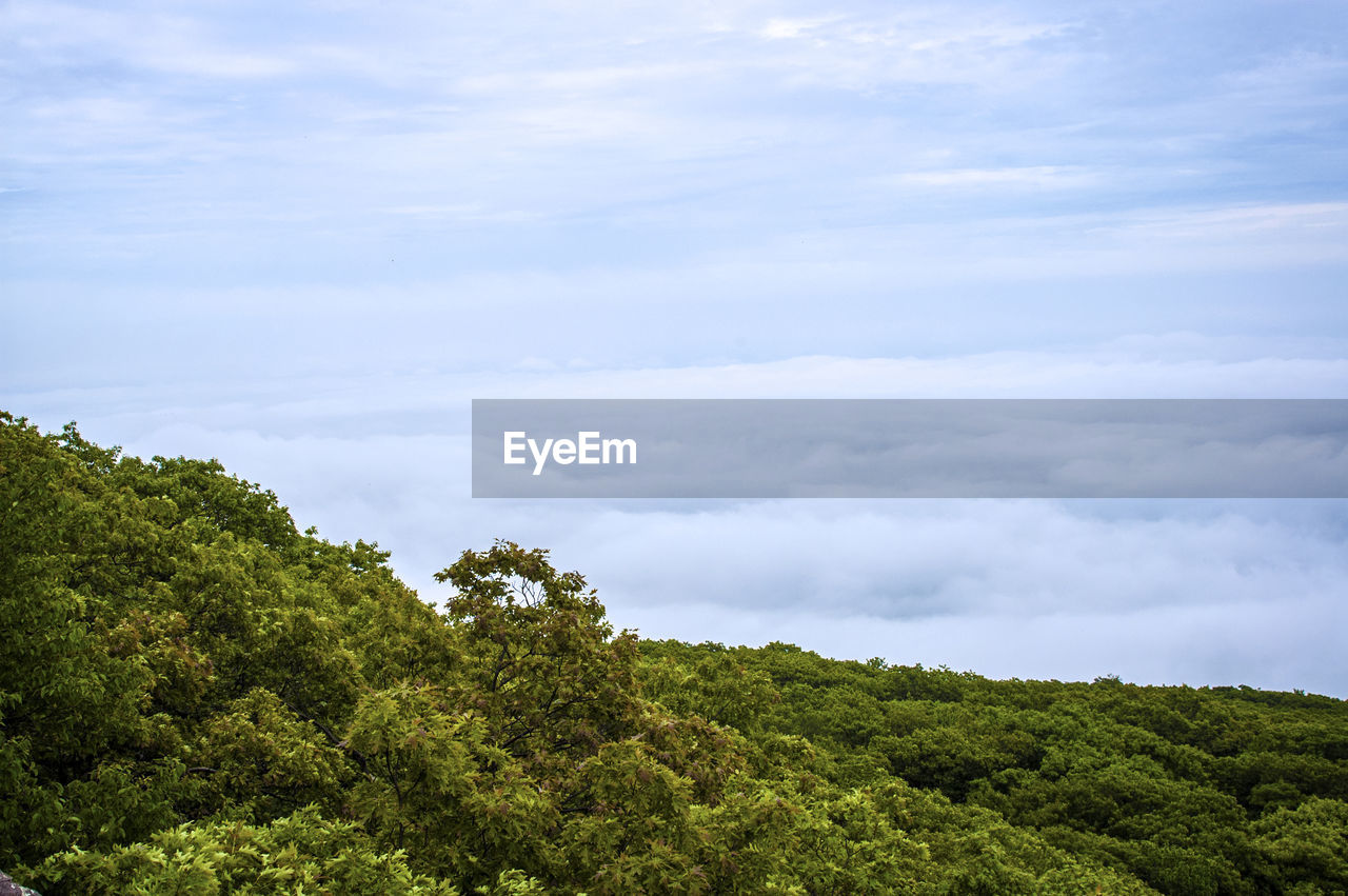 Scenic view of forest against sky