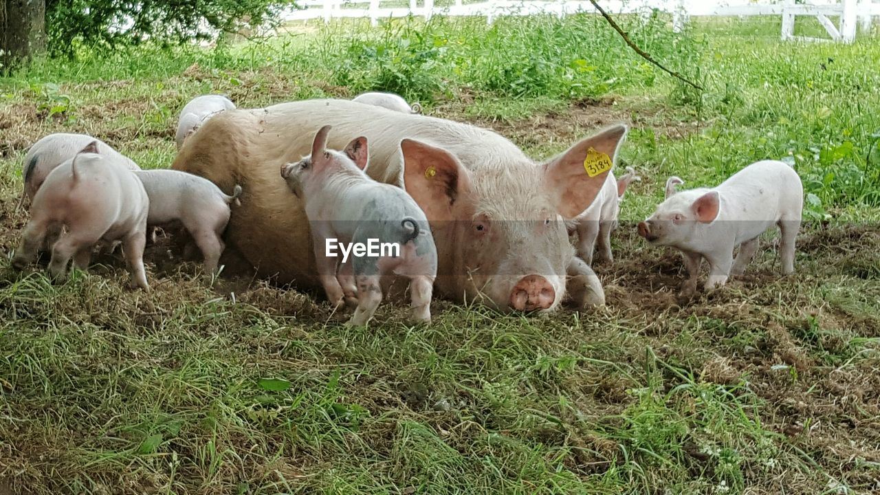 Pig with piglets relaxing on grassy field