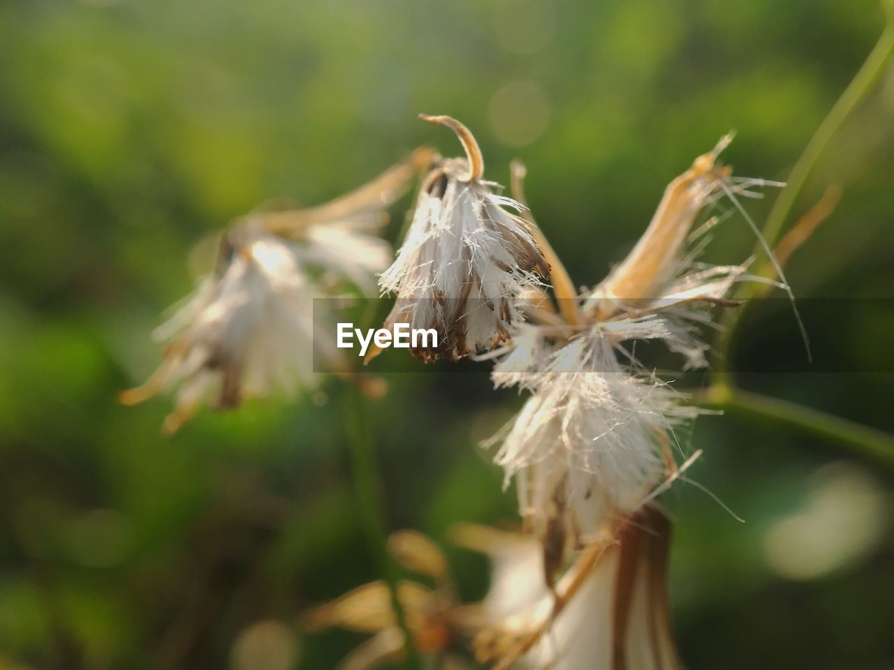 Close-up of wilted plant