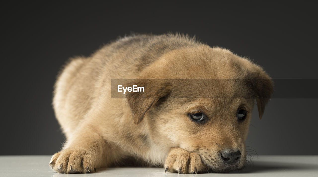 Close-up of dog on black background