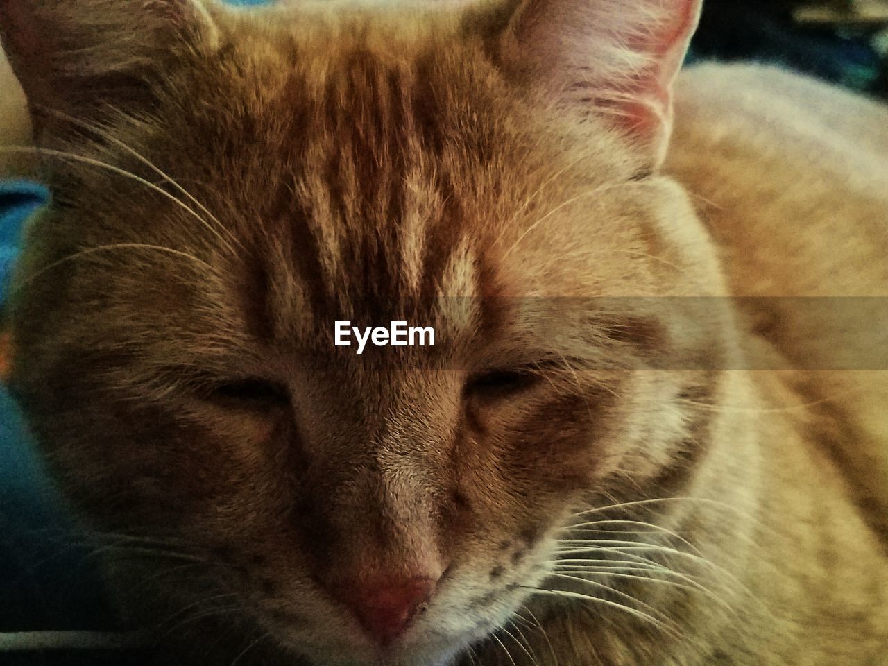 CLOSE-UP OF CAT LYING ON BLANKET