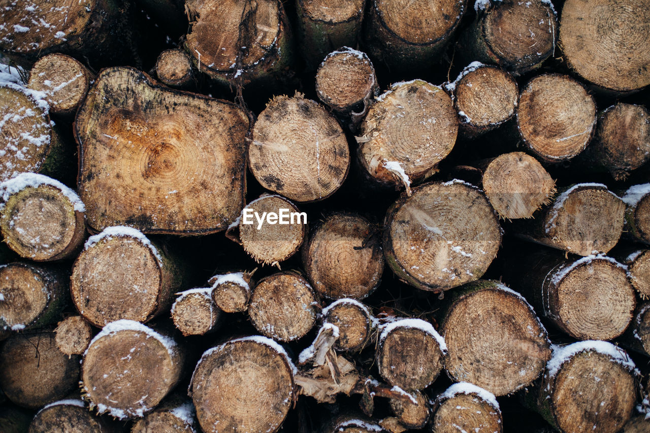 STACK OF LOGS IN FOREST