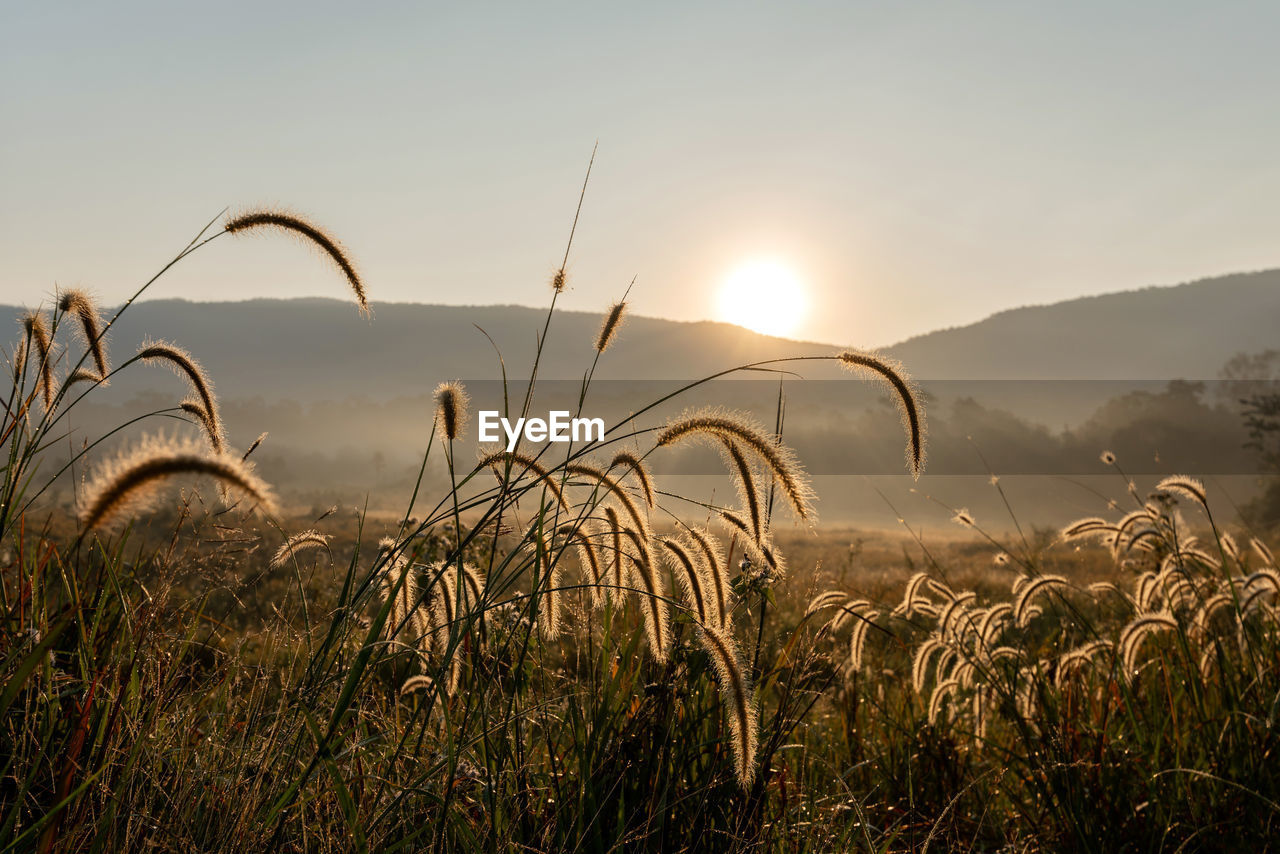 Beautiful nature sunrise silhouette flower grass savannah meadow background landscape  thailand