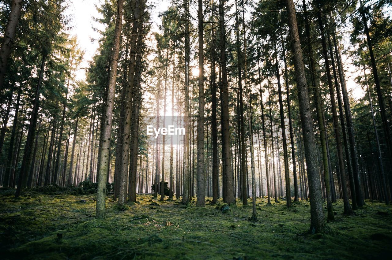 Trees growing on field in forest