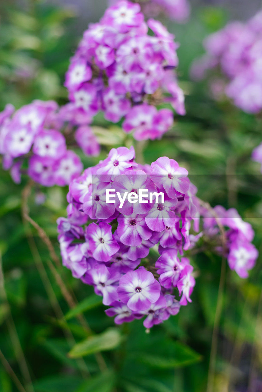 flower, flowering plant, plant, beauty in nature, freshness, purple, close-up, nature, fragility, pink, focus on foreground, petal, inflorescence, flower head, no people, growth, lilac, blossom, springtime, outdoors, selective focus, botany, day, garden, plant part