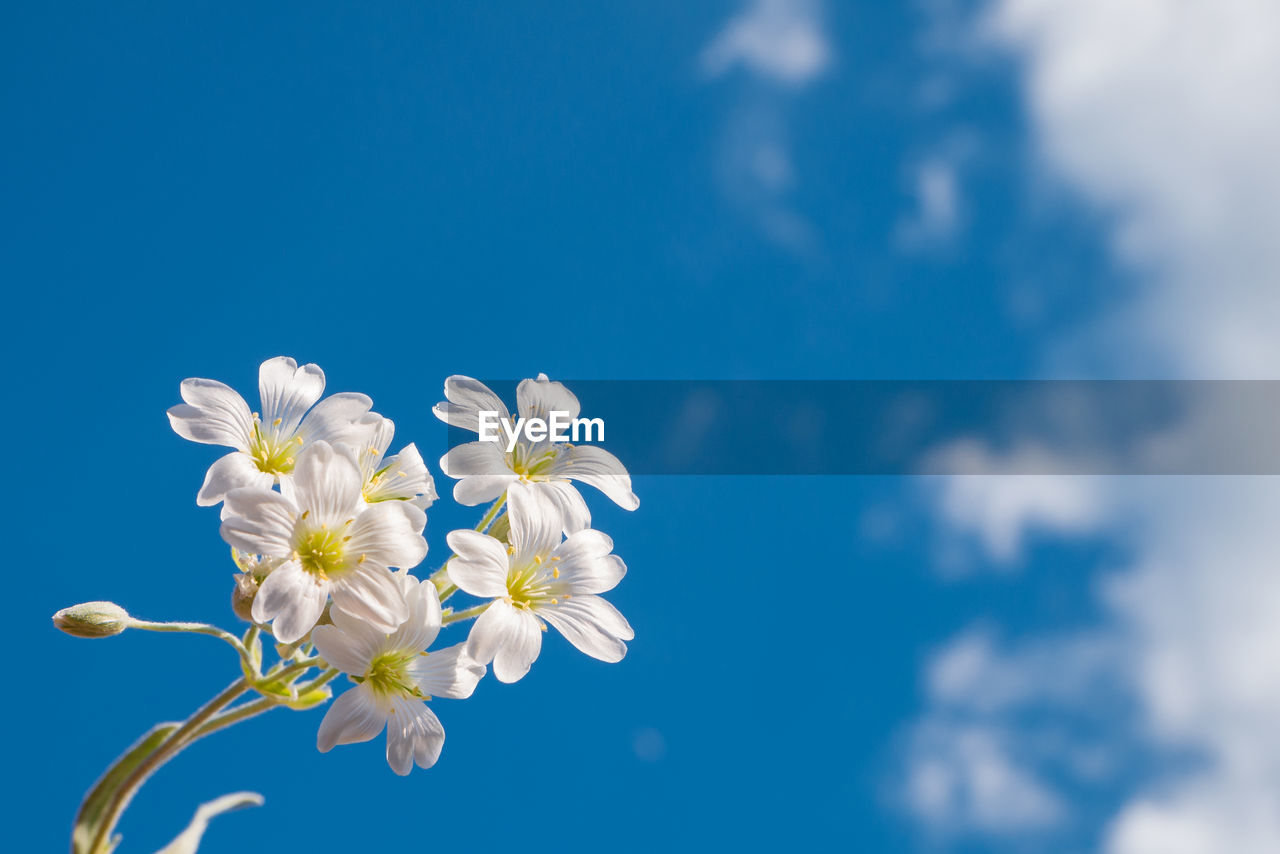 Low angle view of white flowers against blue sky