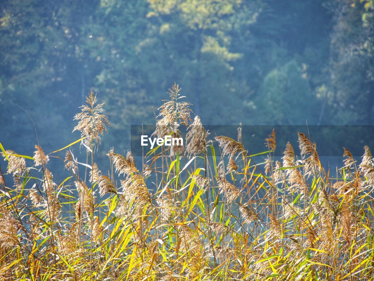 Close-up of plants against blurred background