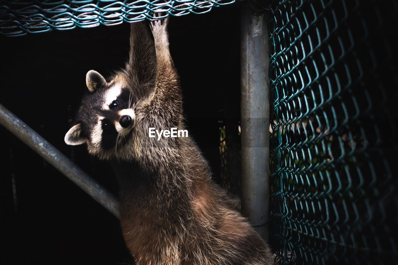 Portrait of raccoon on chainlink at night