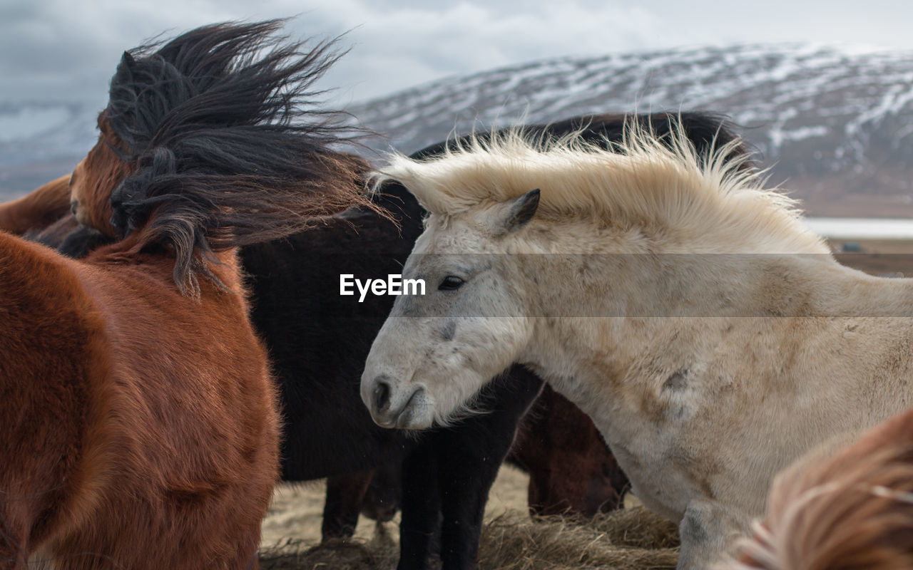 Full frame view of horses with long manes flowing in the wind