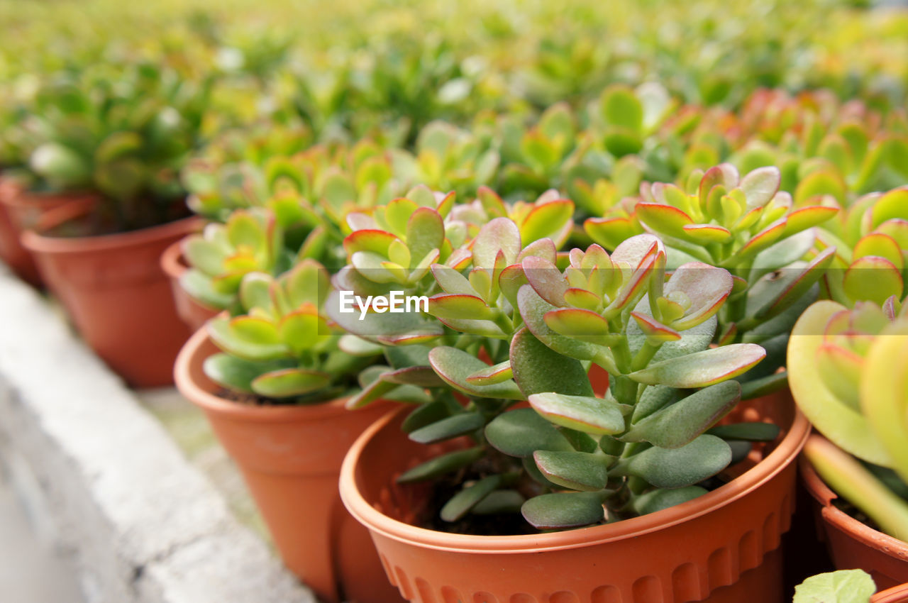 HIGH ANGLE VIEW OF SUCCULENT PLANTS IN POT