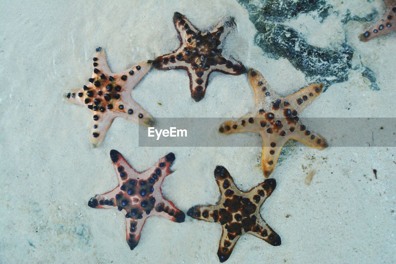 High angle view of crab in sea