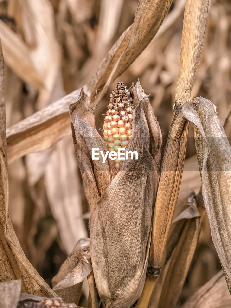 Closeup of ripe corncob in the cornfield