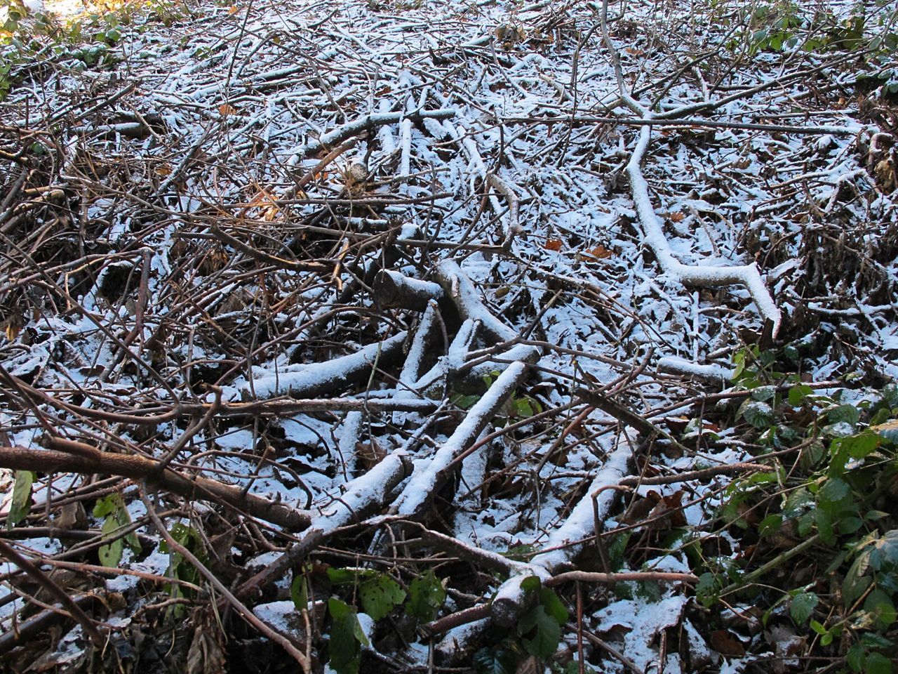 LOW ANGLE VIEW OF SNOW COVERED TREE