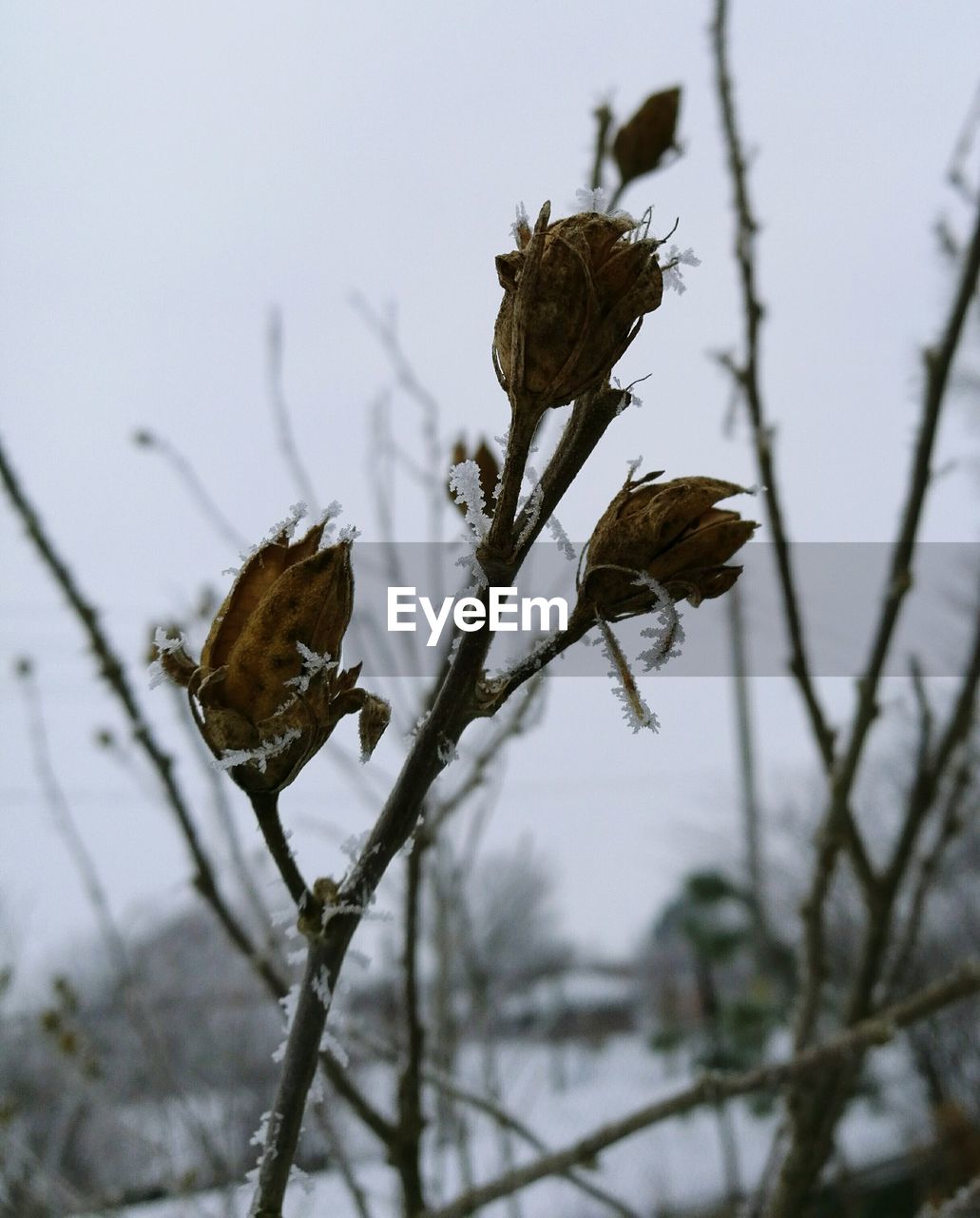 LOW ANGLE VIEW OF FLOWER AGAINST SKY