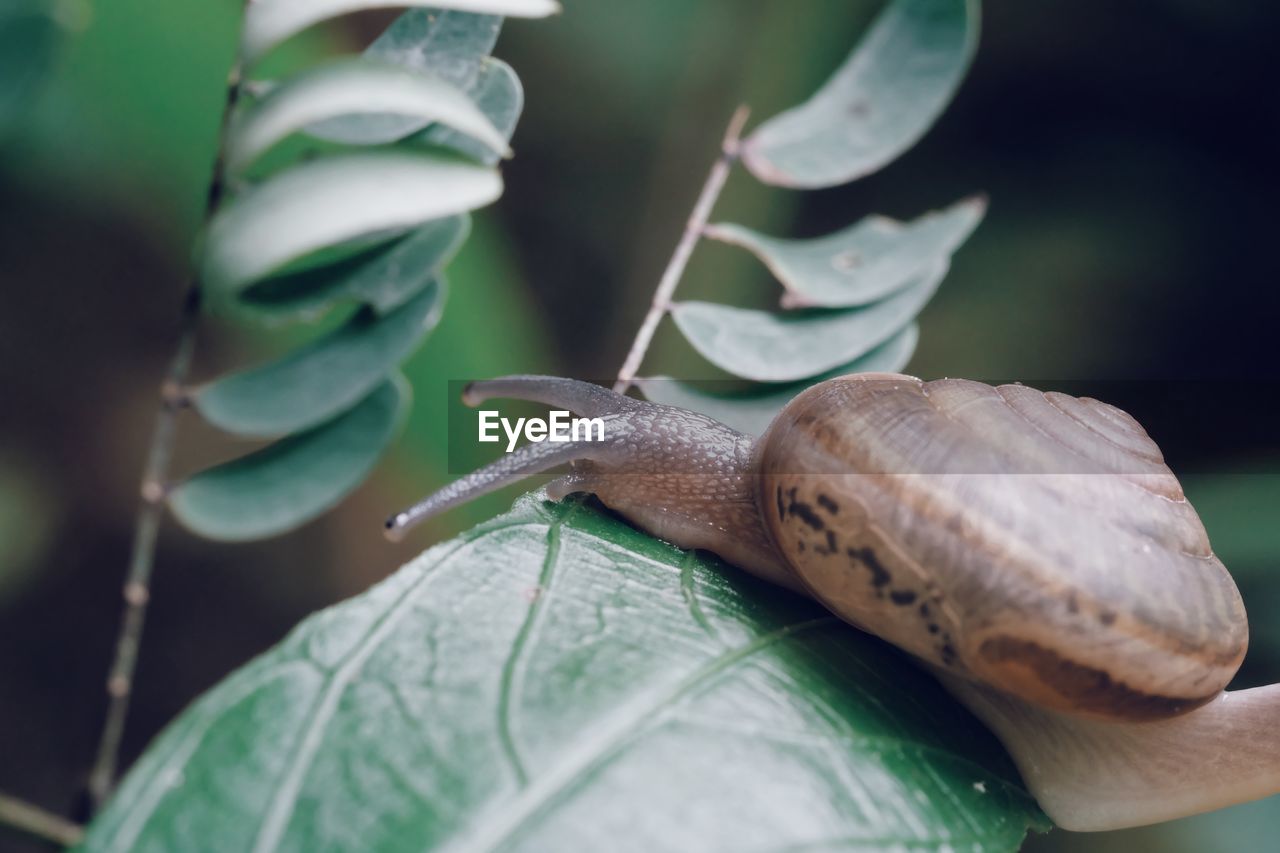 CLOSE-UP OF SNAILS ON LEAF