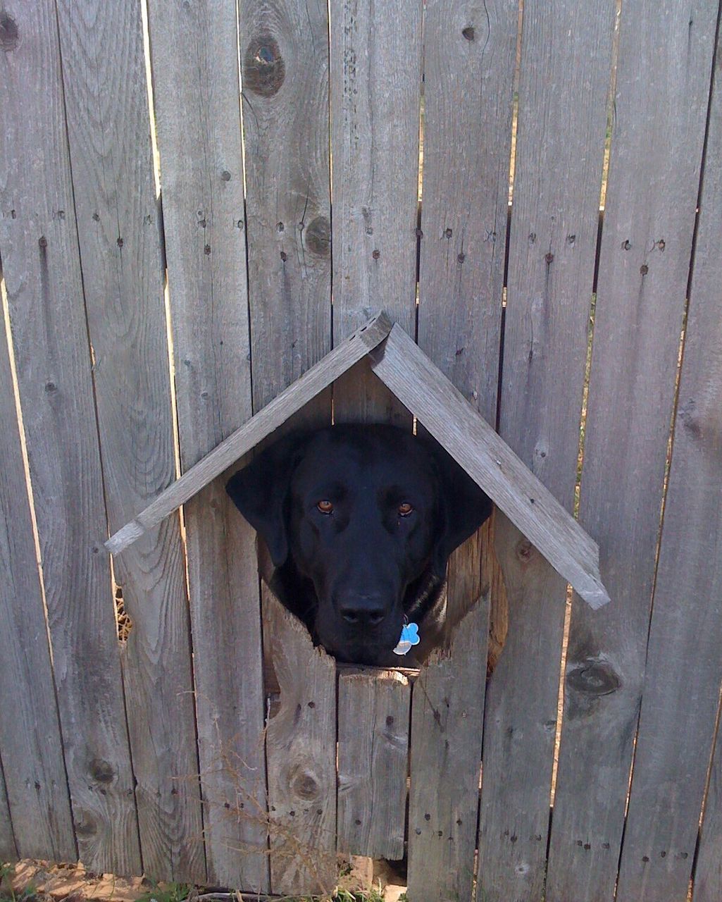 Portrait of looking through hole in wooden fence