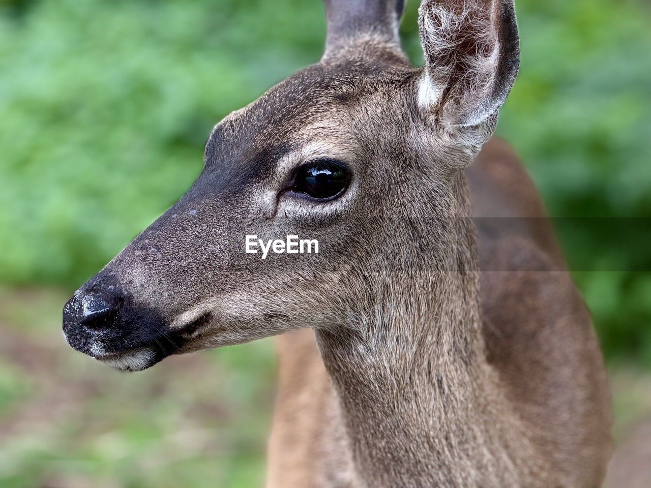animal themes, animal, animal wildlife, one animal, deer, wildlife, mammal, portrait, animal head, focus on foreground, animal body part, close-up, no people, nature, side view, outdoors, day, brown