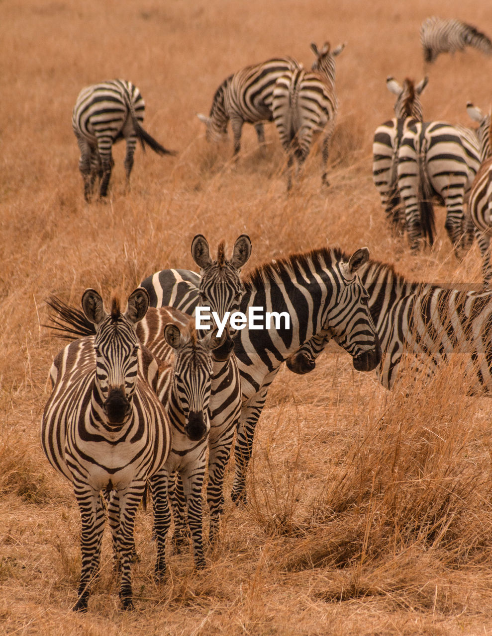 VIEW OF ZEBRAS