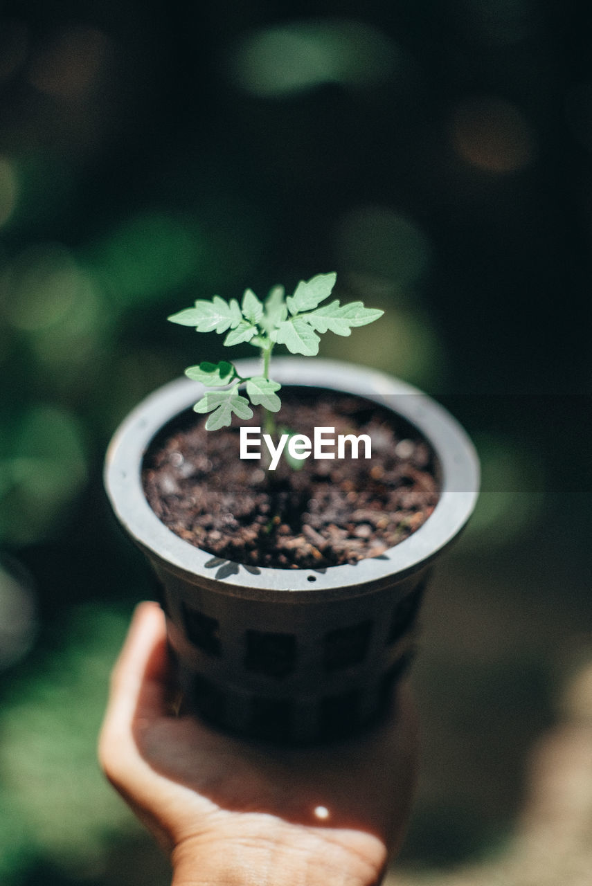 Close-up of hand holding small potted plant