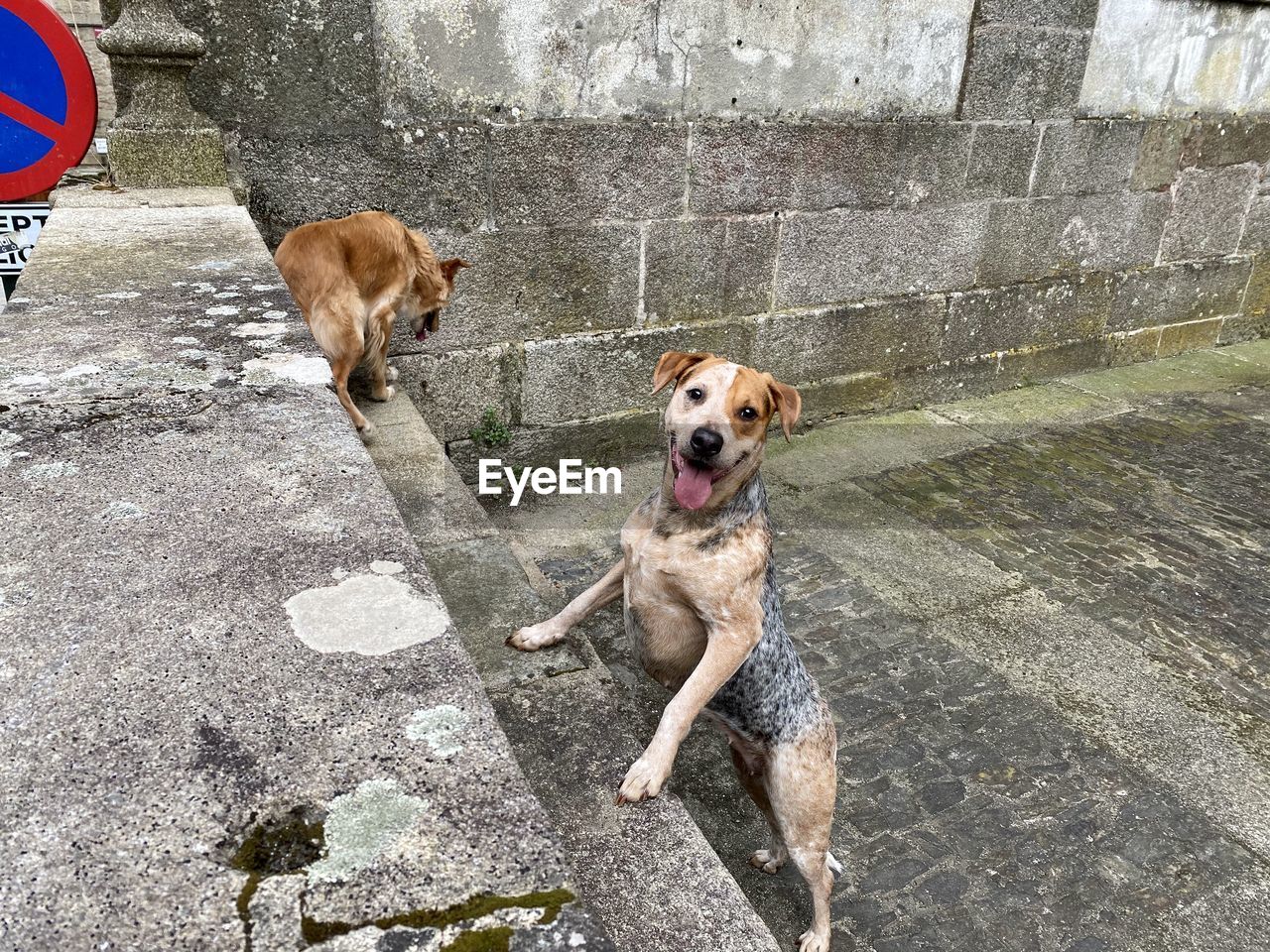 High angle view of dog on floor